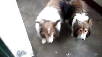 猴子交配视频,一场自然界的交配奇观